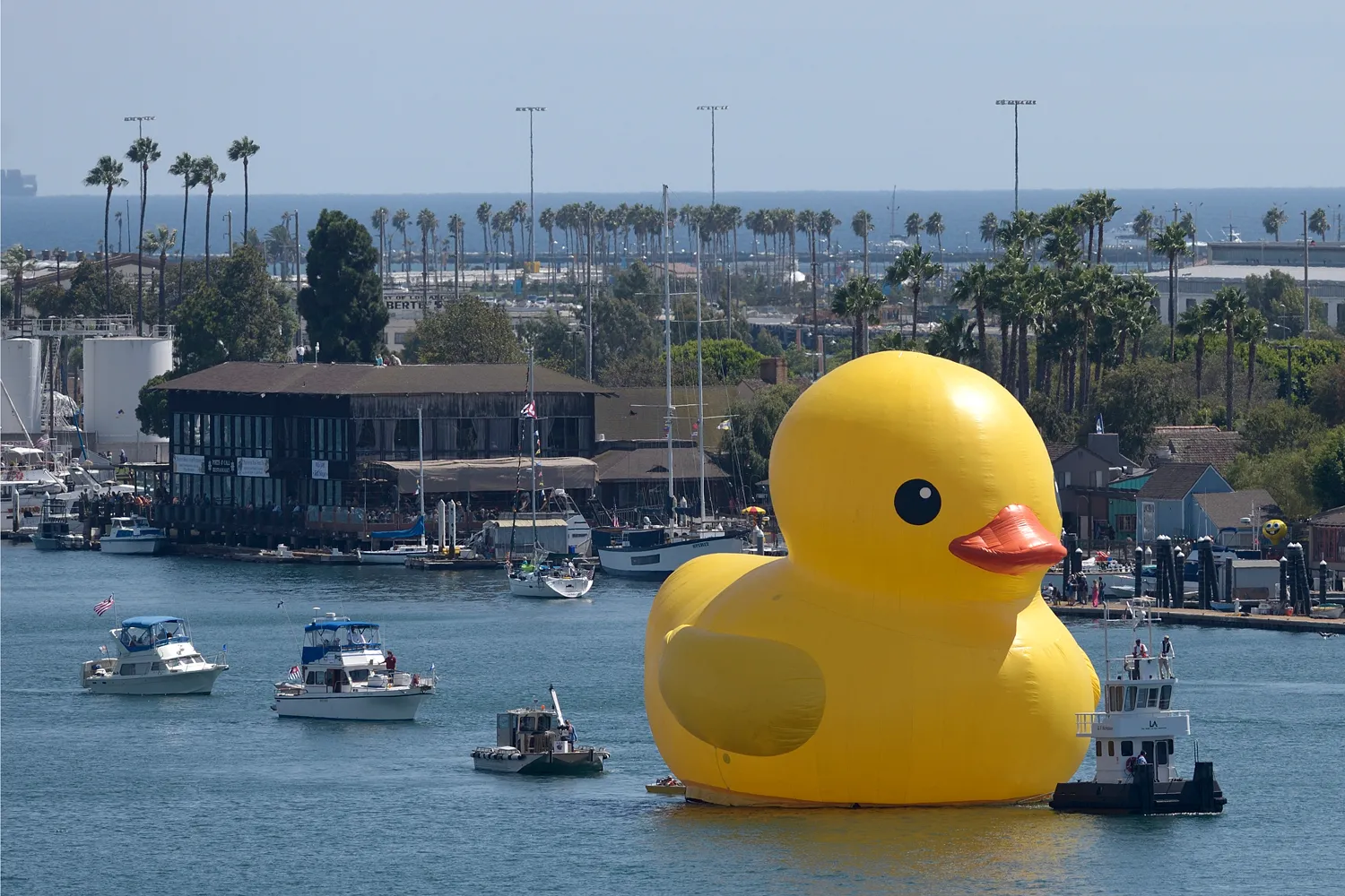 Duck